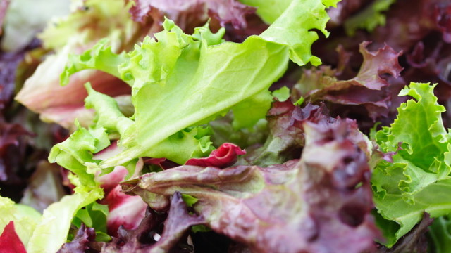 summer salad